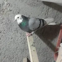 کبوتر تهرانی