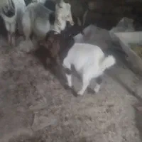 بز بزغاله|حیوانات مزرعه|تربت‌حیدریه, بالا ولایت|دیوار