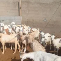بز سانن،دورگ