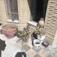 گلدان وگل طبیعی|گل و گیاه طبیعی|شیراز, چوگیاه‎|دیوار
