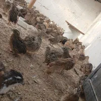 تخم.بلدرچین جوجه بلدرچین بلدرچین بالغ