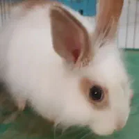 خرگوش