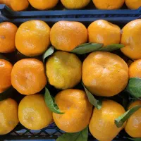 فروش نارنگی محلی درجه ۱ استان مازندران|خوردنی و آشامیدنی|نکا, |دیوار