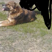 سگ گله
