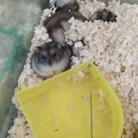 همستر و کمپل