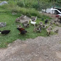 جوجه قوغاز