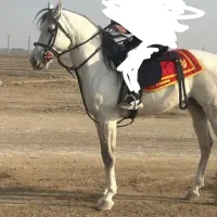 اسب ترکمن 5ساله