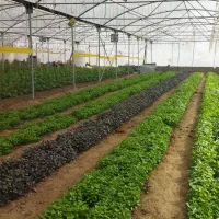 ریحان گلخانه ای