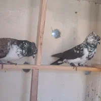 کفتر  قاره و کله برنجی و سبز کاکلی