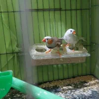 فنچ|پرنده|ری, شهید غیوری (ابن باویه)|دیوار