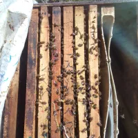 ۸۰تاکندوزنبور عسل