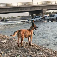 مالینویز