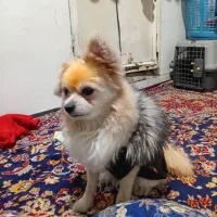 پامرین نر بامزه وقندوعسل