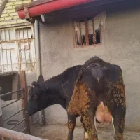 تلیسه صنعتی هلشتاین آبستن سنگین|حیوانات مزرعه|تهران, مهران|دیوار