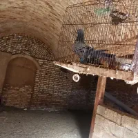 کبوتر پرشی گرفتنی خوب سالم