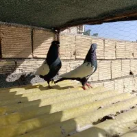 دو جفت سینه ای مشکی و زرد درجه یک|پرنده|زیباشهر, |دیوار