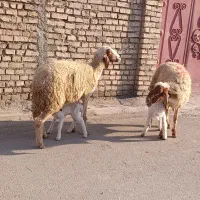 گوسفند عراقی دوعددمطفل برهاشون نر جفتی 430/000/000