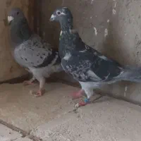 کفتر آلمانی مسافتی