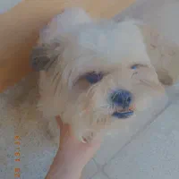 سگ شیتزو|سگ|مشهد, انقلاب|دیوار