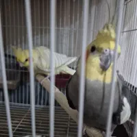 یک جفت عروس هلندی با دو جوجه|پرنده|بجنورد, |دیوار