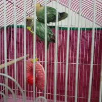 کتوله آماده دستی کردن وسخنگورنگ خاص۷۰۰|پرنده|کرمان, |دیوار