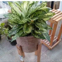 گلکده لیلیوم