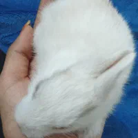فروش خرگوش