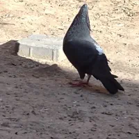 کبوتر|پرنده|اسفراین, |دیوار