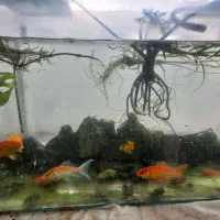 ماهی کوی قرمز پلنت اکواریوم