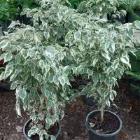 گل عمده و تکی /گل طبیعی /گل اپارتمانی حیاطی|گل و گیاه طبیعی|رشت, گلسار|دیوار