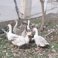 ربط|حیوانات مزرعه|ربط, |دیوار