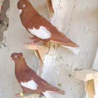 سرک سرخ دم سفید|پرنده|شیراز, ریاستی|دیوار