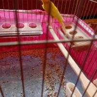 قناری مست|پرنده|آذرشهر, |دیوار