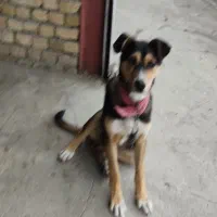 سگ ژرمن دوبر معاوضه هم انجام میدم