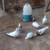 کفتر تهرانی