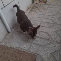 سگ پا کوتاه|سگ|مشهد, کوی دروی|دیوار