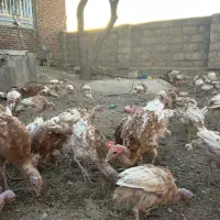 بوقلمون قرمز زیر قیمت|حیوانات مزرعه|بانه, |دیوار