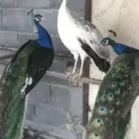 طاووس مصری