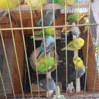 مرغ عشق صاف و کشیده سالم و سلامت|پرنده|تهران, افسریه جنوبی|دیوار