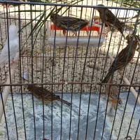 قناری نر ماده