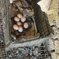 تخم مرغ طوس