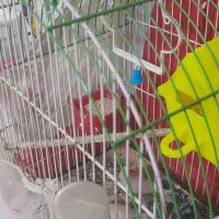 مرغ عشق فنچ با قفس کامل|پرنده|مشهد, زمرد|دیوار