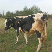 فروش گاو نر دورگ آمپولی