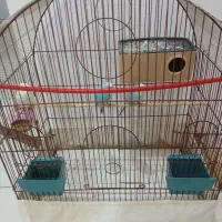 دوعدد مرغ عشق نروماده بفروش میرسد|پرنده|ارومیه, |دیوار