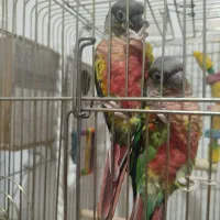 گرینچیک یلوسایید|پرنده|بومهن, |دیوار