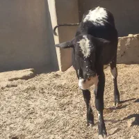 گاو سیستانی|حیوانات مزرعه|قرقری, |دیوار