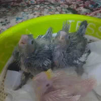 پرنده|پرنده|شوشتر, |دیوار