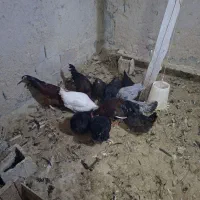 فروش تعدادی مرغ وخروس بومی