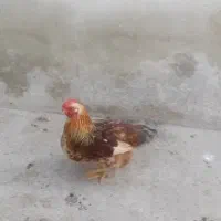 نیمچه خروس تخفیف داره|حیوانات مزرعه|ماهدشت, |دیوار