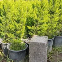 پتسپروم ولاوسون|خدمات باغبانی و درختکاری|کلاچای, |دیوار